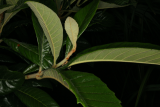Eriobotrya japonica RCP6-09 199.jpg